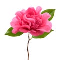 Pink Camellia flower Royalty Free Stock Photo