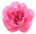 Pink Camellia flower Royalty Free Stock Photo