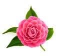 Pink Camellia flower Royalty Free Stock Photo
