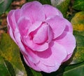 Pink Camellia flower - Japanese rose blooming in the garden Royalty Free Stock Photo