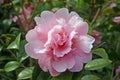 Pink Camellia flower Royalty Free Stock Photo