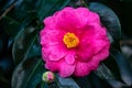 Pink Camellia Flower Royalty Free Stock Photo