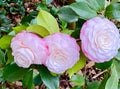 Pink Camellia flowers in bloom in April in Paris Royalty Free Stock Photo