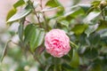 Pink Camellia flowers ( Japonica Camelia) in bloom on a lush green bush, close-up Royalty Free Stock Photo