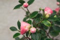 Pink Camellia flowers  Japonica Camelia on a lush green bush, close-up in the garden at rain Royalty Free Stock Photo