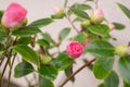 Pink Camellia flowers ( Japonica Camelia) on a lush green bush, close-up in the garden at rain Royalty Free Stock Photo