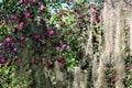 Pink Camellia Flowers Royalty Free Stock Photo