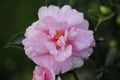 Pink Camellia Royalty Free Stock Photo