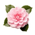 Pink camellia isolated on a white or transparent background. Pink color flower as a design element.