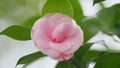 Pink Camellia Japonica. April Dawn Blush. Species Of Camellia. Rose Form Flower In Garden Bloom Under Sun. Close up. Royalty Free Stock Photo