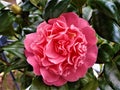 Pink Camellia Japonica blossom and green leaves Royalty Free Stock Photo