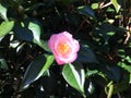 A pink Camellia Japonica blossom Royalty Free Stock Photo
