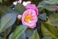 A pink camellia japonica flower in bloom Royalty Free Stock Photo