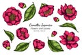 Pink Camellia Japonica flower and leaf drawing illustration with line art on white backgrounds