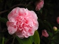 Pink Camellia japonica with fully opened flower head Royalty Free Stock Photo