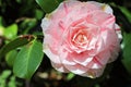 Camellia Japonica Royalty Free Stock Photo