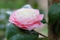 Pink Camellia japonica L. flower