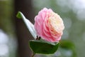 Pink Camellia japonica L. flower