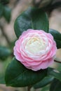 Pink Camellia japonica L. flower