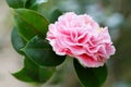 Pink Camellia japonica L. flower Royalty Free Stock Photo