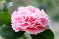 Pink Camellia japonica L. flower Royalty Free Stock Photo