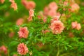 Pink Camellia japonica `Spring Festival` flowers with green leaves. Camellia bloom on Bush in the garden, close up. Royalty Free Stock Photo