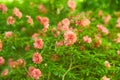 Pink Camellia japonica `Spring Festival` flowers with green leaves. Camellia bloom on Bush in the garden, close up. Royalty Free Stock Photo