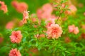 Pink Camellia japonica `Spring Festival` flowers with green leaves. Camellia bloom on Bush in the garden, close up. Royalty Free Stock Photo