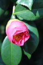 Pink camellia not open
