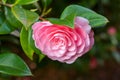 Pink Camellia sasanqua flower with green leaves