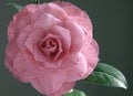 A pink camellia under the gentle sun.