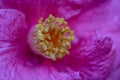 Pink Camellia, Yellow Anthers