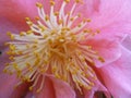 Pink camellia with yellow stamens. Royalty Free Stock Photo