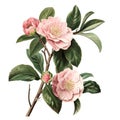 Pink camellias and leaves on a white background.