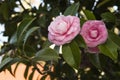 Pink camellias