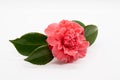 Pink Camillia flower with leaves isolated on a white background