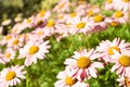 Pink camomiles Royalty Free Stock Photo