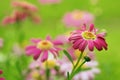 Pink camomiles Royalty Free Stock Photo