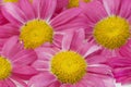 Pink camomiles background macro Royalty Free Stock Photo