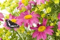 Pink camomiles and black butterfly collage Royalty Free Stock Photo