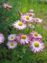 Pink camomiles in a garden Royalty Free Stock Photo