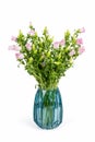 Pink campanula champion in glass vase