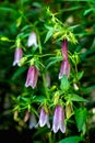 Pink campanula punctata flowers, spotted bellflower, Chinese rampion flower, plant from the bellflower family Royalty Free Stock Photo