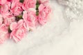 Pink canation Flower Background with place for text Royalty Free Stock Photo