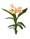 Pink canna flower blooming on white background Royalty Free Stock Photo