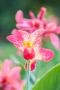 Pink Canna flower Canna indica in the garden with blurred back Royalty Free Stock Photo