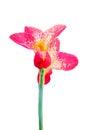 Pink Canna flower Canna indica in isolated background Royalty Free Stock Photo