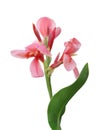 Pink Canna Flower