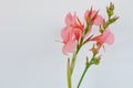 Pink canna flower on white background. Royalty Free Stock Photo