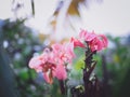 Pink Canna flowers in a flower garden after raining with a natural green background